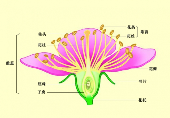 花的结构由花冠花萼花托花蕊组成