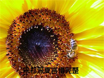 宋祁深夏言惜（宋祁深夏言惜）最新章节阅读-宋祁深夏言惜无广告在线阅读