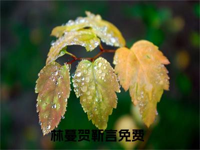 林蔓贺靳言免费正版小说完整版阅读-林蔓贺靳言最新章节在线阅读