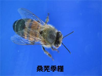 桑芜季槿的小说免费阅读（桑芜季槿的小说免费阅读）全文完整版免费阅读