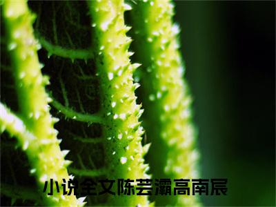 陈芸灞高南宸最新章节在线阅读-全文小说陈芸灞高南宸