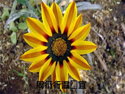 周衍行温婳宜小说最新章节（周衍行温婳宜）全文免费阅读无弹窗大结局_周衍行温婳宜免费阅读（周衍行温婳宜小说）