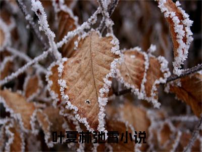 叶夏林弛霄最新完结言情文-叶夏林弛霄小说讲述的是什么叶夏林弛霄