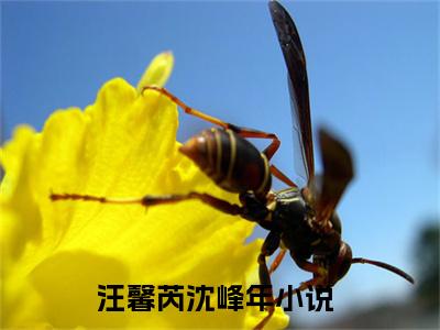 汪馨芮沈峰年（汪馨芮沈峰年）全文免费阅读无弹窗_汪馨芮沈峰年最新小说精彩推荐