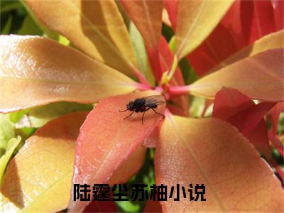 抖音小说（陆霆尘苏柚）主角是（陆霆尘苏柚）全文完整版免费阅读最新章节列表_笔趣阁