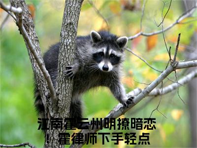 江南霍云州小说全文-江南霍云州（明撩暗恋！霍律师下手轻点）最新章节免费阅读