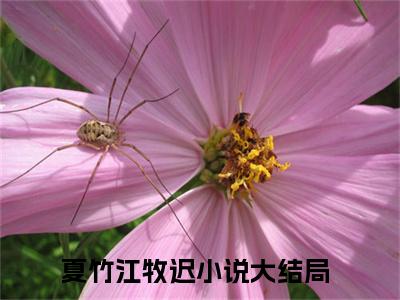 小说夏竹江牧迟全文阅读-（夏竹江牧迟）小说夏竹江牧迟大结局