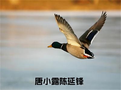 唐小露陈延锋（唐小露陈延锋）全文免费阅读大结局-唐小露陈延锋小说全文免费阅读最新章节列表