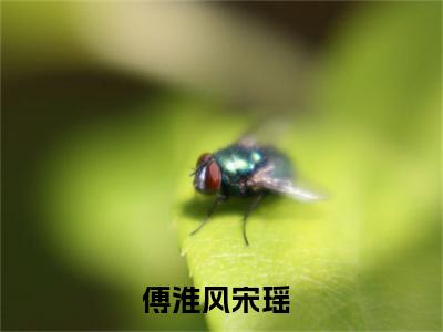 傅淮风宋瑶小说免费阅读无弹窗大结局-傅淮风宋瑶（傅淮风宋瑶）小说全文阅读