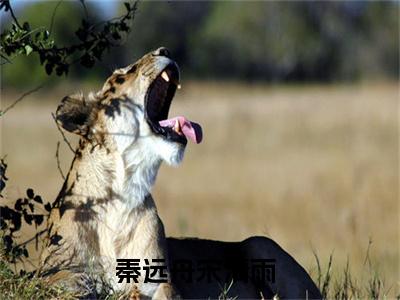 秦远舟宋清雨小说全文免费阅读-（秦远舟宋清雨）抖音新书热荐秦远舟宋清雨全文免费阅读