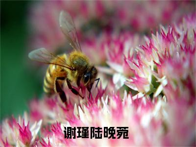 谢瑾陆晚菀(谢瑾陆晚菀)全文免费阅读无弹窗大结局_(谢瑾陆晚菀)小说免费阅读无弹窗最新章节列表