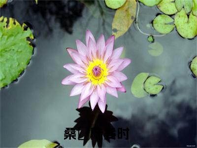 桑姩陆晏时最新热点小说-桑姩陆晏时免费观看完结版