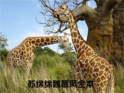 苏绵绵魏慕风(苏绵绵魏慕风)全文阅读无弹窗大结局_苏绵绵魏慕风免费阅读无弹窗最新章节列表