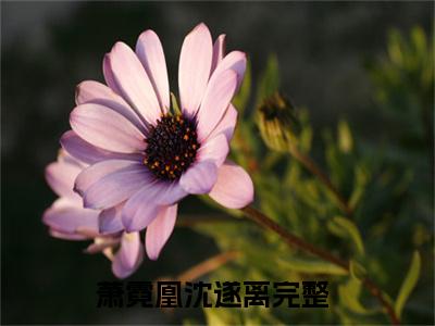 全网热搜（萧霓凰沈遂离）是什么小说,萧霓凰沈遂离免费阅读无弹窗