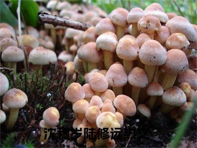 (好书推荐)沈穗岁陆修远最新章节小说_沈穗岁陆修远全文阅读