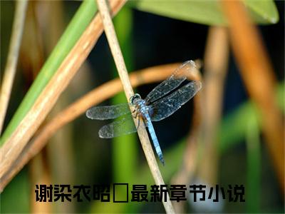 谢染衣昭玥(谢染衣昭玥）小说全文免费读无弹窗大结局_谢染衣昭玥小说全文免费阅读最新章节列表