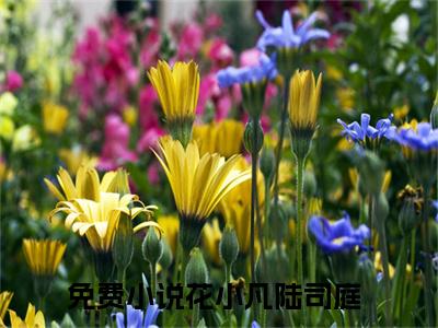 花小凡陆司庭(花小凡陆司庭)全文免费阅读无弹窗大结局_花小凡陆司庭小说（花小凡陆司庭）最新章节列表笔趣阁（花小凡陆司庭）