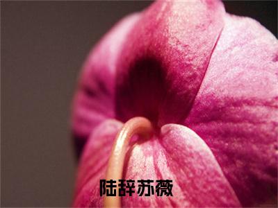 陆辞苏薇(陆辞苏薇)全文免费阅读无弹窗大结局_陆辞苏薇无弹窗最新章节列表_笔趣阁