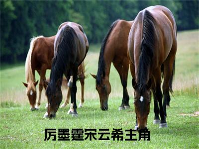 全网热搜小说（厉墨霆宋云希）的小说完整版免费阅读 主角是厉墨霆宋云希无弹窗免费阅读