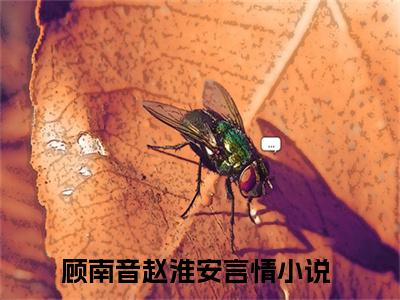 顾南音赵淮安在线阅读（顾南音赵淮安）全文免费阅读无弹窗大结局_顾南音赵淮安免费最新章节列表_笔趣阁（顾南音赵淮安）