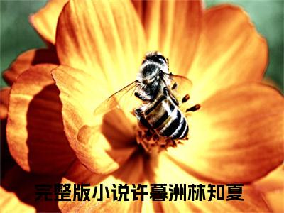 许暮洲林知夏全文免费阅读无弹窗(小说全文免费阅读)许暮洲林知夏最新章节列表_笔趣阁