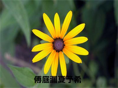 傅庭渊夏予希小说（傅庭渊夏予希）全文免费阅读无弹窗大结局_（傅庭渊夏予希）傅庭渊夏予希小说免费阅读无弹窗最新章节列表_笔趣阁（傅庭渊夏予希）