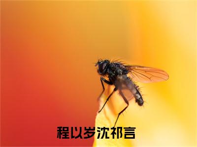 程以岁沈祁言完整版全文在线赏析-程以岁沈祁言全文在线阅读