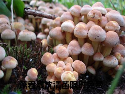 萧君晟沈清菡无弹窗热文（萧君晟沈清菡）在线阅读-萧君晟沈清菡小说在哪里可以看