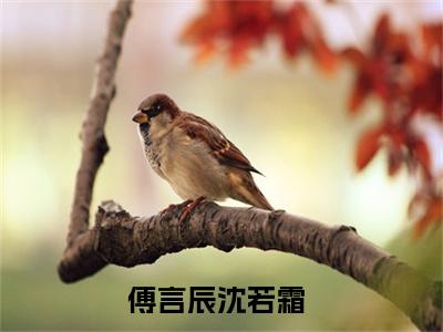 傅言辰沈若霜(傅言辰沈若霜)全文免费阅读无弹窗大结局_ (傅言辰沈若霜免费阅读)最新章节列表_笔趣阁（傅言辰沈若霜）