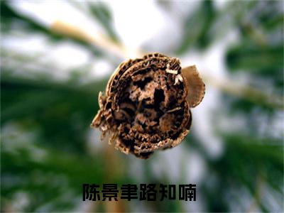 陈景聿路知喃精彩满分小说-强烈推荐陈景聿路知喃（陈景聿路知喃）小说精彩全文阅读