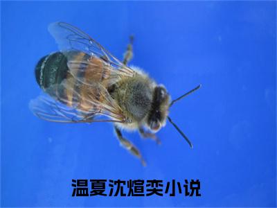 高赞小说（温夏沈煊奕小说免费阅读）完结阅读_温夏沈煊奕全文免费阅读最新章节大结局