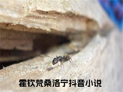 霍钦梵桑洛宁（霍钦梵桑洛宁）全文免费阅读无弹窗大结局_霍钦梵桑洛宁最新章节列表（霍钦梵桑洛宁）