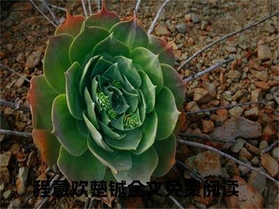 程意欢楚铖（程意欢楚铖）精选小说大结局阅读-抖音新书热荐程意欢楚铖