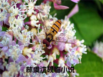 林虞沈砚临（林虞沈砚临）全文免费阅读无弹窗大结局_（林虞沈砚临）最新章节列表笔趣阁