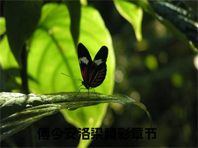 傅今安洛染(傅今安洛染)小说免费阅读大结局无弹窗_(傅今安洛染)最新章节列表笔趣阁（傅今安洛染）