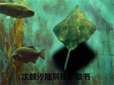 沈颜汐陆宸小说全文免费阅读，沈颜汐陆宸完整版