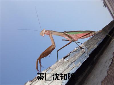 秦祤沈知晚小说（秦祤沈知晚）免费阅读全文-完整版小说（秦祤沈知晚）最新在线阅读