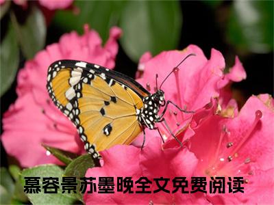 本王不吃软饭全文免费阅读无弹窗,慕容景苏墨晚小说最新章节列表无删减_笔趣阁