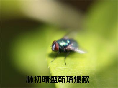 林初晴盛靳琛(林初晴盛靳琛）小说全文免费阅读无弹窗大结局_（林初晴盛靳琛）林初晴盛靳琛小说全文免费阅读最新章节列表笔趣阁（林初晴盛靳琛）