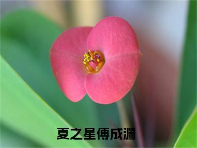 夏之星傅成渊小说(夏之星傅成渊)全文免费阅读无弹窗大结局_(夏之星傅成渊)小说章节列表