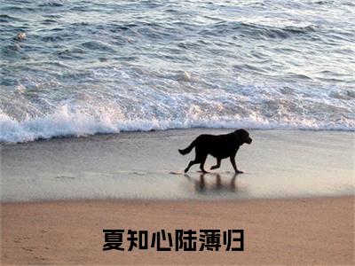 夏知心陆薄归全本资源免费阅读结局无删节-离婚后我带千亿家产杀回来了小说全文阅读无弹窗（夏知心陆薄归）