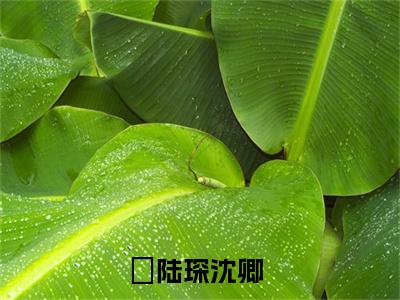 陆琛沈卿（陆琛沈卿全集无弹窗阅读）陆琛沈卿已完结小说全集完整版大结局笔趣阁（陆琛沈卿）最新章节列表_笔趣阁