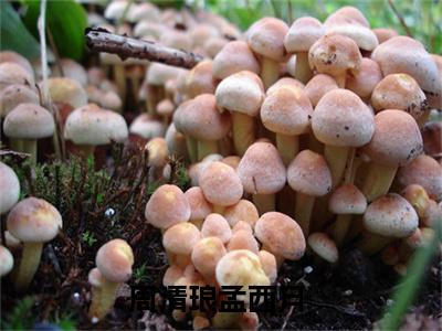 周清琅孟西月（周清琅孟西月）全网首发小说-小说周清琅孟西月完整版全文在线赏析