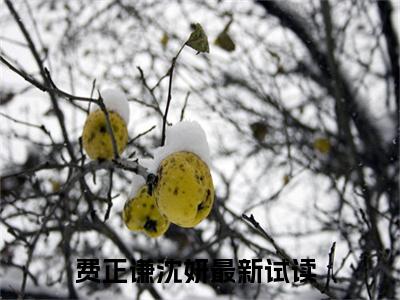 费教授总想招惹我（费正谦沈妍）全文免费阅读无弹窗-费正谦沈妍小说完整版在线阅读