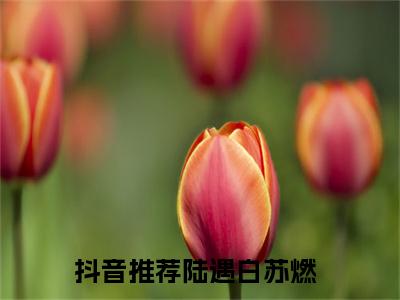 极致撩惹，年下弟弟八块腹肌太香了（陆遇白苏燃）全文免费阅读无弹窗大结局_陆遇白苏燃全文阅读_笔趣阁（极致撩惹，年下弟弟八块腹肌太香了）