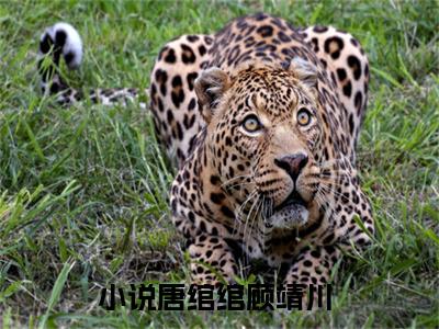 唐绾绾顾靖川正版小说全文阅读 唐绾绾顾靖川全文免费完整版