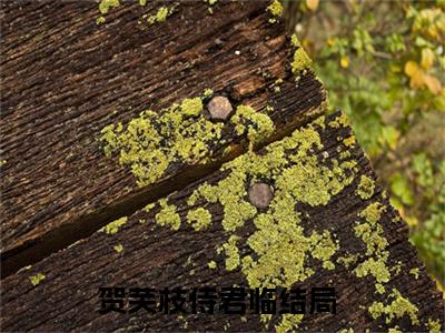 贺芙枝侍君临小说（贺芙枝侍君临）全文免费阅读无弹窗大结局_贺芙枝侍君临最新章节在线阅读