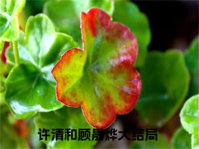 许清和顾晟烨（许清和顾晟烨）全文完整版免费阅读_（许清和顾晟烨小说免费阅读）最新章节列表