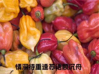 情深待重逢全文免费阅读无弹窗-（情深待重逢）苏语顾沉舟小说全文在线阅读笔趣阁