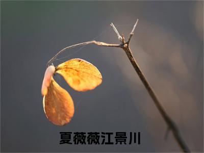 夏薇薇江景川小说（夏薇薇江景川）全文免费阅读无弹窗大结局_夏薇薇江景川最新章节在线阅读